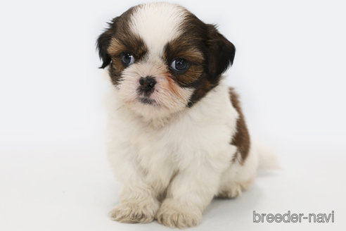 成約済の神奈川県のシーズー-346837の3枚目